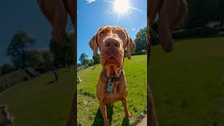 Wire Haired Vizsla In Park animal dog doglover dogbreed ytshorts shorts aiinsights ai [upl. by Finny965]