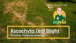 Lawn Disease That Spreads When You Mow  Ascochyta with Dr Brad [upl. by Aynotal]