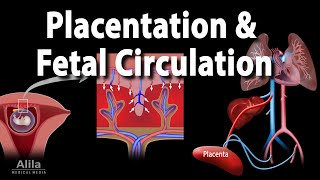 Embryology Development of the Placenta and Fetal Circulation Animation [upl. by Ocirne689]