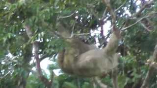 THREE TOED SLOTH TRUE FACTS [upl. by Pasquale]