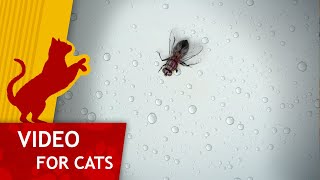 Cat Games  Get that Fly on the Window Video for cats to watch 4K [upl. by Till266]