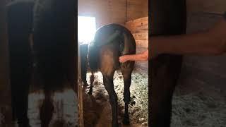 Mare Artificial Insemination GRAPHIC CONTENT [upl. by Aruasi]