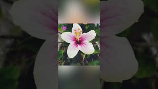 Types of Hibiscus rosasinensis [upl. by Esalb203]