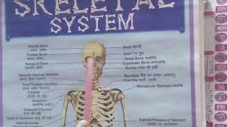 Explanation of Skeletal System part 1 [upl. by Keir]