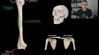 OSTEOLOGIA 3  Relieves y depresiones [upl. by Ymac]