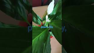 Spathiphyllum wallisii commonly known as peace lily [upl. by Pryce]