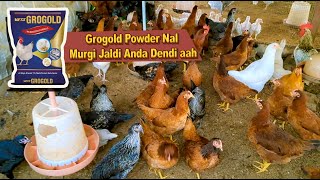 Grogold Powder Nal Murgi Jaldi Anda Dendi aah  Toor Farm [upl. by Na]