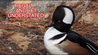 Hooded Merganser Males NARRATED [upl. by Sitruc]