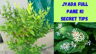 Parijat flower plant se jyada full pane ki secret tips [upl. by Teddy849]