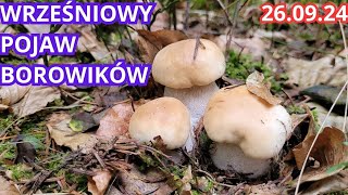 WRZEŚNIOWY POJAW BOROWIKÓW LASY PEŁNE GRZYBÓW 260924 [upl. by Suryt855]