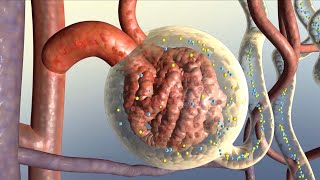 How Your Kidneys Work [upl. by Esau]