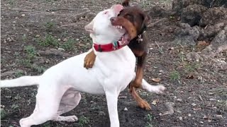 Doberman attack on dogo Argentino 🔥😱 [upl. by Hansen949]