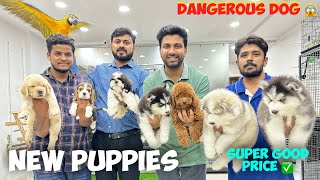 Super Good Puppies 🐶 Cheapest Price Pet Shop  Pure Breed Dogs  Hyderabad [upl. by Newo]