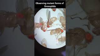 Drosophila drosophila mutation animals genetics youtubeshorts culture [upl. by Akkimat95]