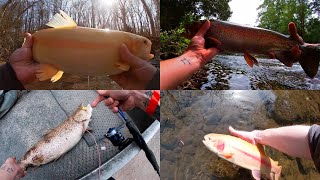 Absolutely MASSIVE Stocked Trout fishing trout fish [upl. by Tsew147]