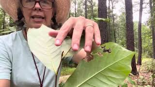 Asimina parviflora smallflowered pawpaw [upl. by Arat448]