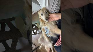 대형견 산책 Vlog  대형견 일상 골든리트리버 천사견 Big Dog Walk  Walk Vlog  Golden Retriever  일상 브이로그  강아지교육 [upl. by Christin]