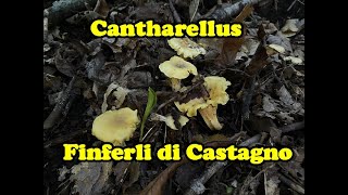 Galletti Finferli Cantharellus di castagno una prato giallo una grande raccolta ad Ottobre [upl. by Carolan253]