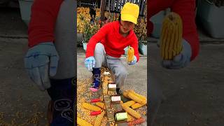 Essential Tools for Rural Farmer  Amazing Corn Seed Peeling 🌽🌽 Tools shirts satisfying tools [upl. by Nongim538]