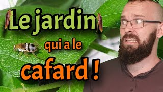 Pourquoi des cafards dans son jardin [upl. by Ravahs231]