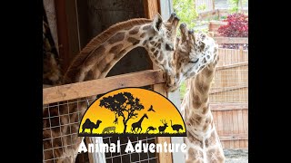 Oliver amp Johari Giraffe Cam  Animal Adventure Park [upl. by Katrina]