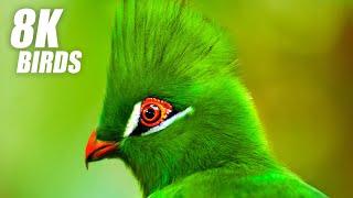 Wild Birds Special Collection 8K VIDEO ULTRA HD HDR 60FPS [upl. by Roobbie]