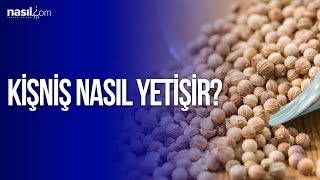 Kişniş Nasıl Yetiştirilir [upl. by Ttehr361]