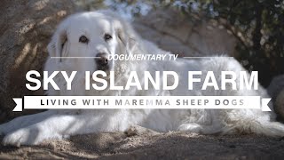 ALL ABOUT LIVING WITH MAREMMA SHEEP DOGS [upl. by Floris]