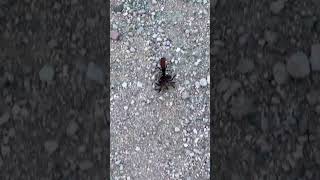 Hawk Wasp Drags a Tarantula To Its Doom [upl. by Nohcim]