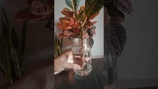 Croton Plant Propagation from Cutting croton crotonplant crotoninwater Leka [upl. by Kaazi697]