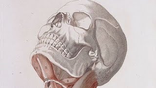 Head amp Neck Anatomy Lec  3 [upl. by Firestone732]