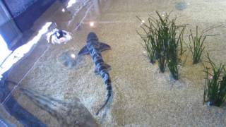 Leopard Sharks Swimming amp Shovelnose Guitarfish  Monterey Bay Aquarium California [upl. by Elnar]