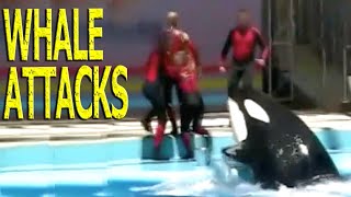 KILLER WHALE ATTACKS HELPLESS PERFORMER AT WATER PARK [upl. by Rawde538]