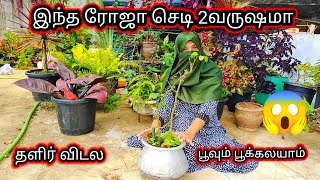 என்னது 2வருஷமா வளராத ரோஜா செடியா [upl. by Ahseyi367]