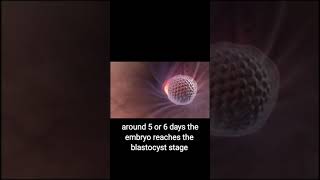 Implantation of blastocyst  blastocyst 3D animation  youtubeshorts blastocyst shorts [upl. by Annovy140]