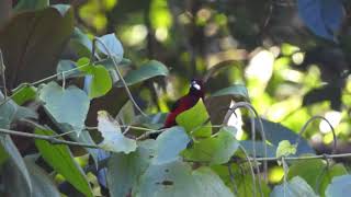 Crimson backed Tanager Cerro Azul Panama March 3 2024 [upl. by Aivlis]