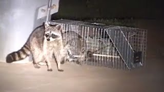 How to Catch a Raccoon in a Live Cage Trap [upl. by Sonitnatsnok367]