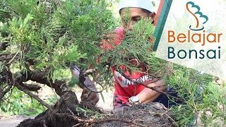 Bonsai Cemara Sinensis Juniperus chinensis dari Ground ke Pot [upl. by Matthaeus]