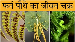 life cycle of fern in Hindi Nephrolepies life cycle  फर्न जीवन चक्रfern reproduction in hindi [upl. by Leid]