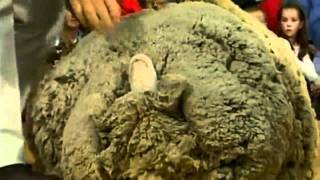 Shrek the sheep dies [upl. by Shugart212]