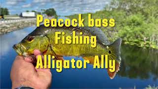 CATCHING PEACOCK BASS NESTING [upl. by Bills727]