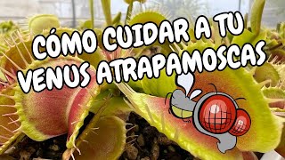 Cuidado y Mantenimiento de Dionaea muscipula [upl. by Chun]