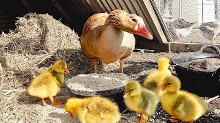 My Goose Just Hatched Five Goslings [upl. by Shurwood]