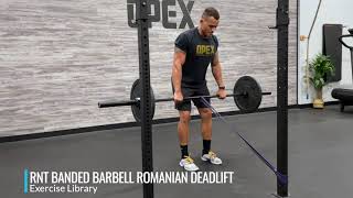 RNT Banded Barbell Romanian Deadlift [upl. by Anawad]