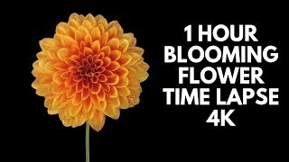 4K Blooming Flowers Time Lapse for Relaxation Soft Piano Music [upl. by Sena]