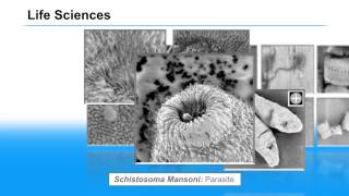 Image Examples from Keysight’s 8500B Field Emission Scanning Electron Microscope [upl. by Snowman]