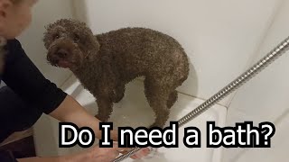 Bath time for Lagotto Romagnolo [upl. by Sherwin]