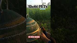 Sindhi Teetar Kala Teetar Shok Sindh shobipets teeter youtubeshorts birds black [upl. by Gerlac]