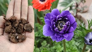 How to Grow Double Anemone Flower BulbsCorms Plant [upl. by Mad]