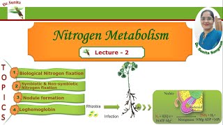 Biological nitrogen fixation Nitrogen fixation [upl. by Fredella638]